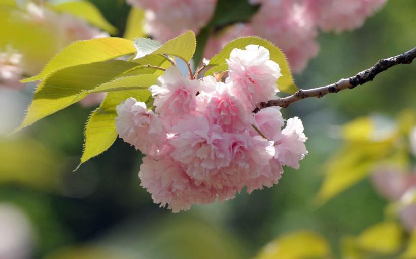 Festivalul Hanami, în Grădina japoneză 18893892