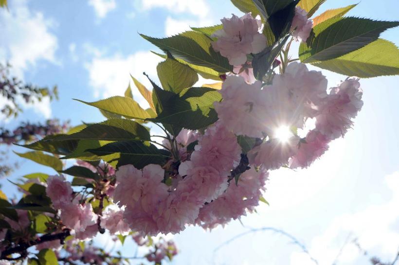 Festivalul Hanami, în Grădina japoneză 18893895