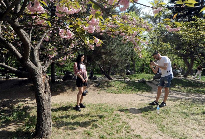 Festivalul Hanami, în Grădina japoneză 18893896