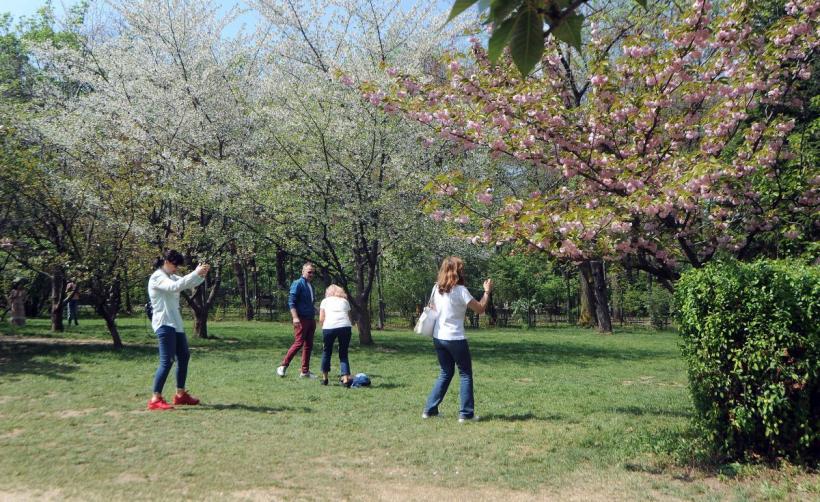 Festivalul Hanami, în Grădina japoneză 18893897