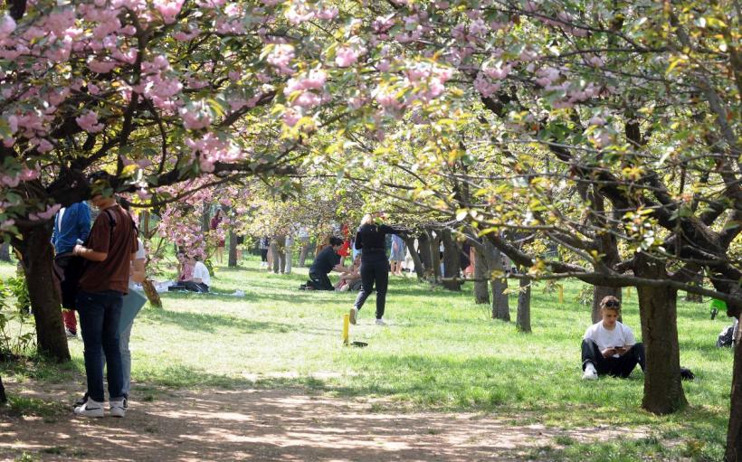 Festivalul Hanami, în Grădina japoneză 18893899