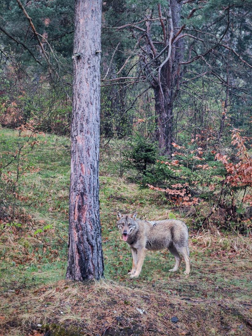 Urmăriți, prindeți și faceți selfie cu lupul. „Câinele biciclistului” este o lupoaică gestantă 18893679