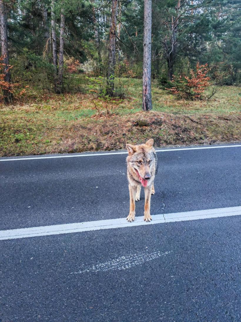 Urmăriți, prindeți și faceți selfie cu lupul. „Câinele biciclistului” este o lupoaică gestantă 18893680