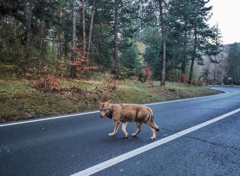 Urmăriți, prindeți și faceți selfie cu lupul. „Câinele biciclistului” este o lupoaică gestantă