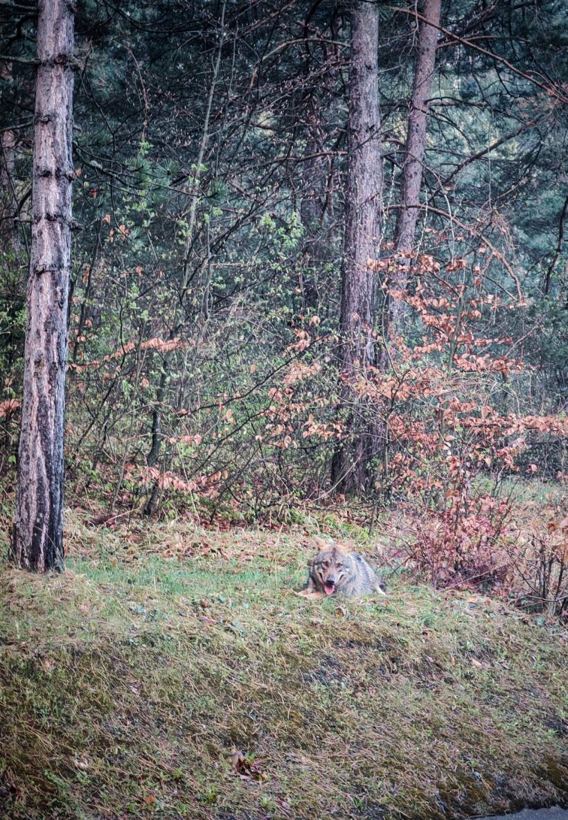 Urmăriți, prindeți și faceți selfie cu lupul. „Câinele biciclistului” este o lupoaică gestantă 18893682
