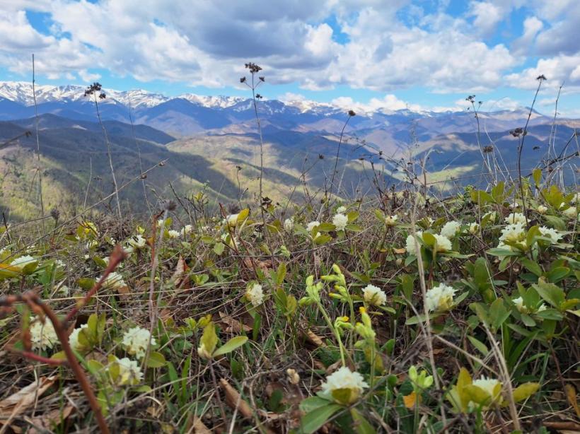 Iedera albă, minunea naturii descoperită în munții din România. Cine o rupe este amendat cu mii de lei 18894134