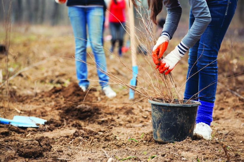 Primarul Capitalei: Plantăm 97 de arbori tineri în cadrul proiectului Coroană Verde pentru Regina Elisabeta