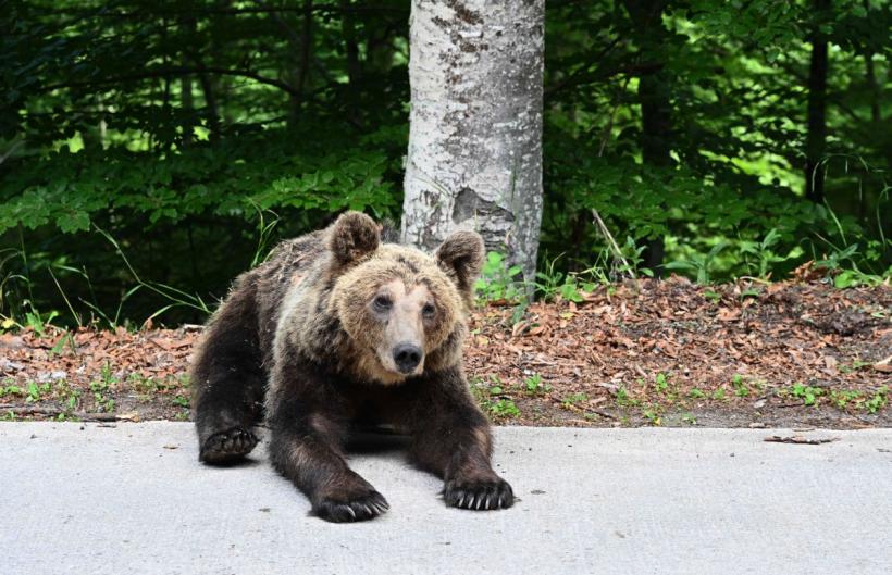 Apare specia  „Ursul de București”. Viteza de înaintare a animalelor sălbatice spre Capitală: 10 km pe an