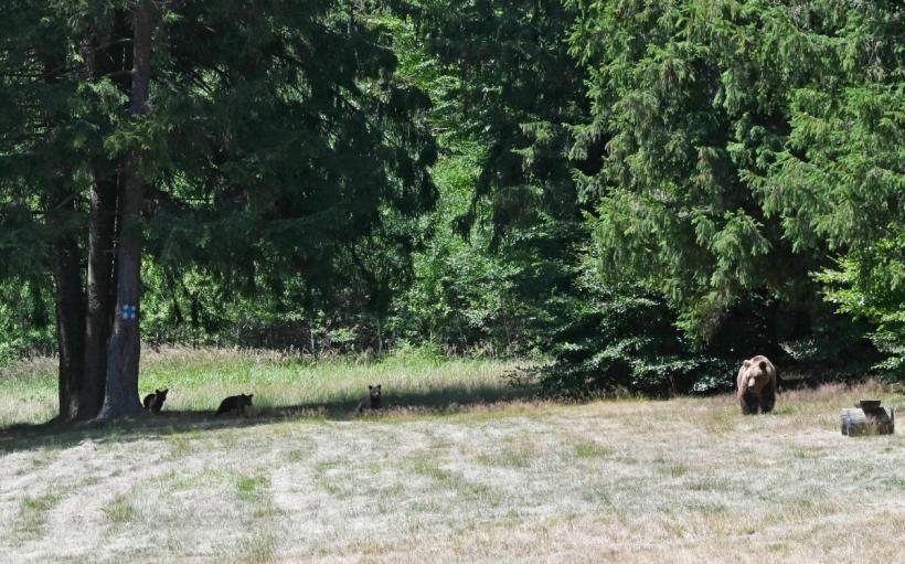 Apare specia  „Ursul de București”. Viteza de înaintare a animalelor sălbatice spre Capitală: 10 km pe an 18894220