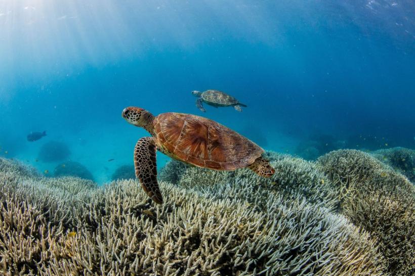 Încălzirea globală provoacă dezastre: Recifele de corali suferă al patrulea episod global de înălbire