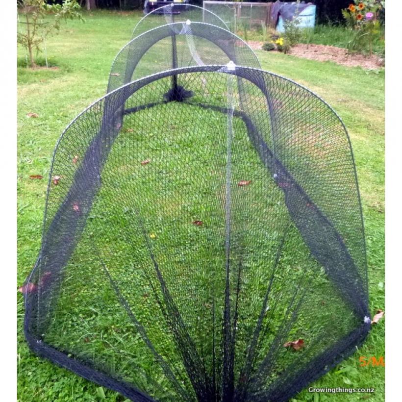 Cum s-a lipit de limba română cuvântul „giumbușluc”? 18894497