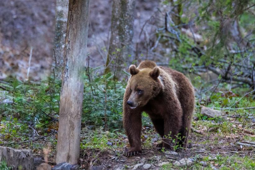 Alertă de urs în municipiul Bistrița