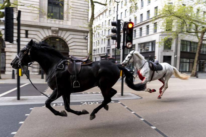 Armata britanică a scăpat caii