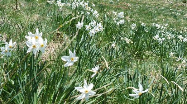 Locul de poveste din România. Florile din Poiana Narciselor au înflorit mai devreme