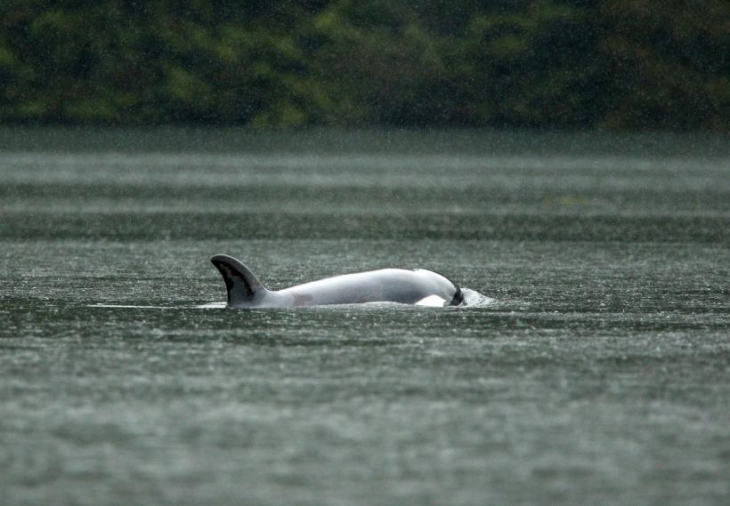 Peste 100 de balene au eșuat în Australia de Vest 18895806
