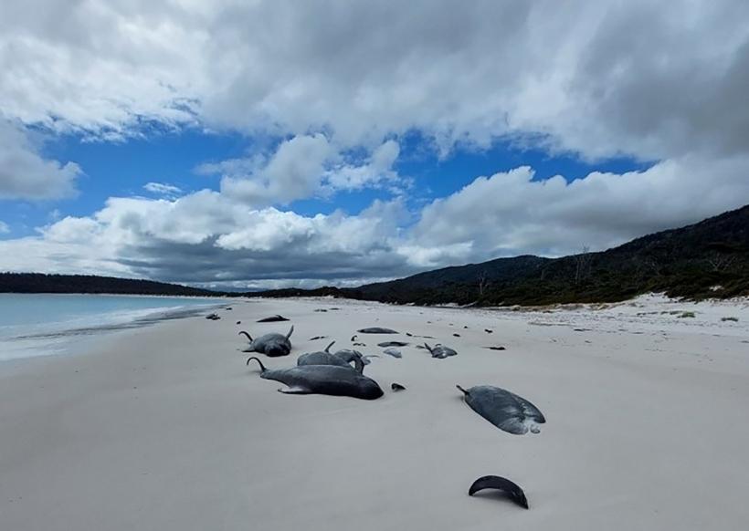 Peste 100 de balene au eșuat în Australia de Vest 18895807