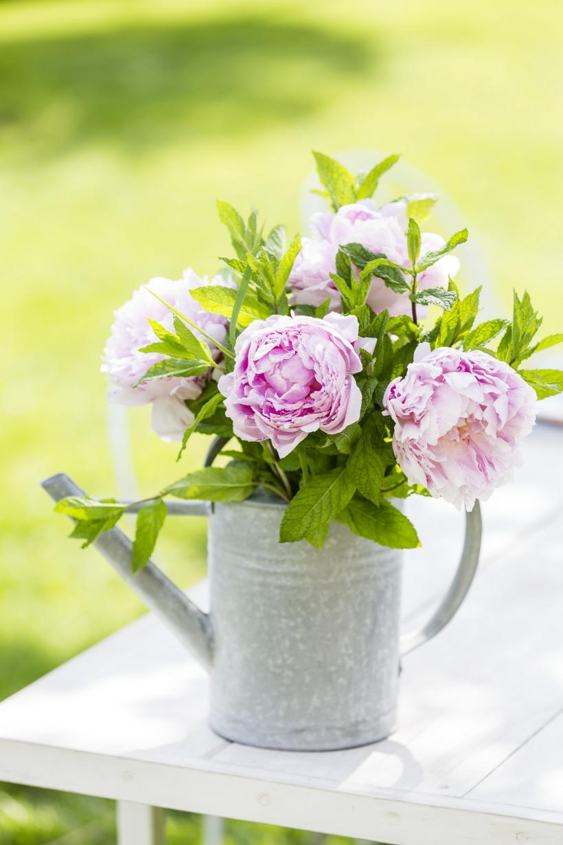 Floarea cu nume de zeu: Cum să ai bujori magici în grădina ta 18895967