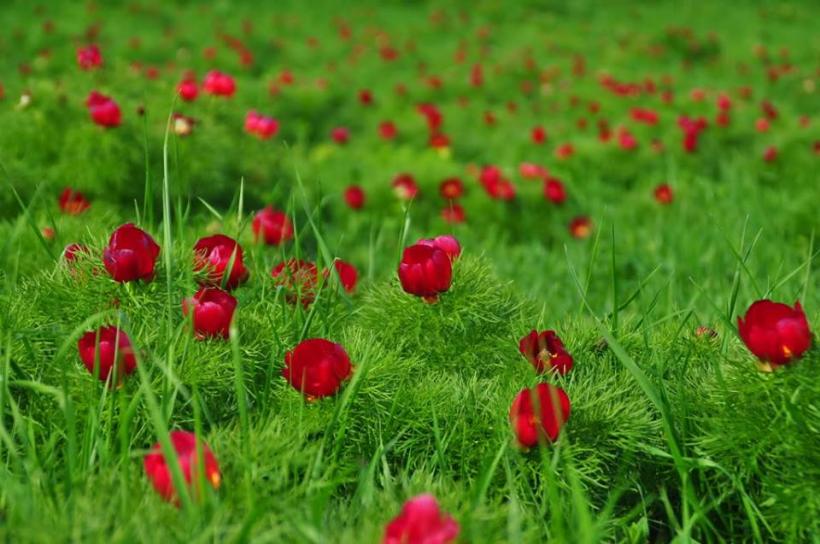 Floarea cu nume de zeu: Cum să ai bujori magici în grădina ta 18895969