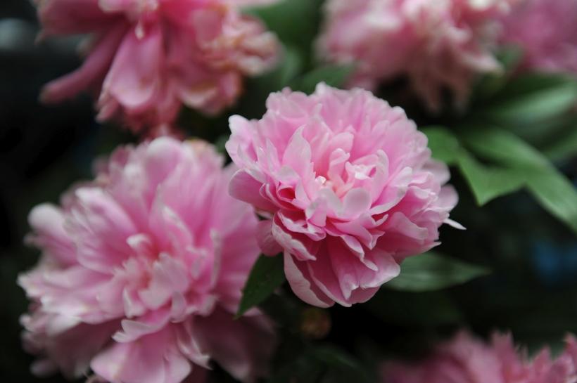 Floarea cu nume de zeu: Cum să ai bujori magici în grădina ta 18895971