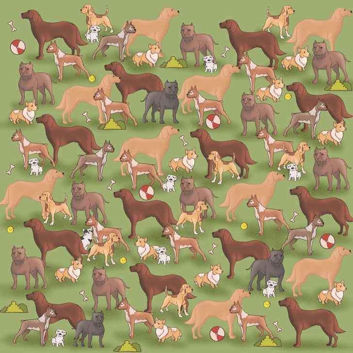 Test IQ. Găsește pisica din imagine în 7 secunde 18896124