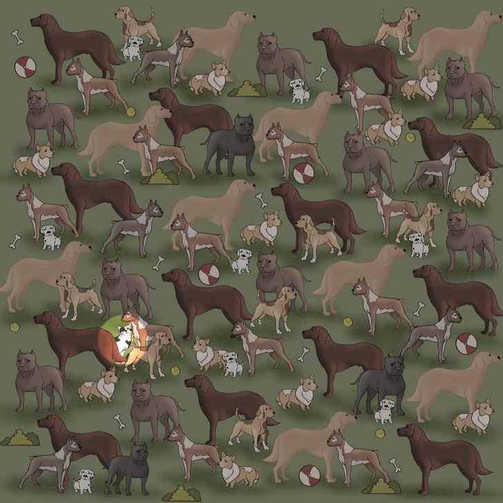 Test IQ. Găsește pisica din imagine în 7 secunde 18896125