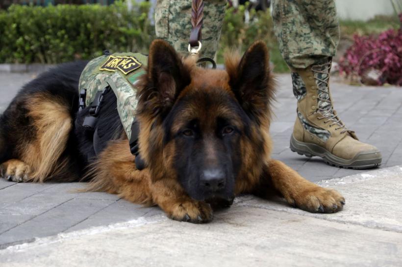 Top 10 cele mai bune rase de câini de pază 18896328