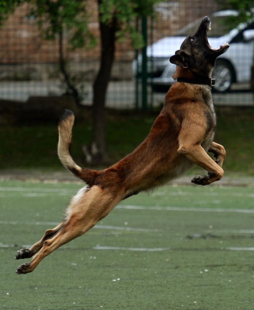 Top 10 cele mai bune rase de câini de pază 18896329