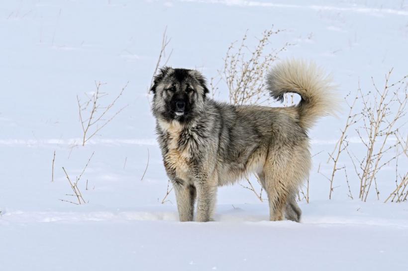 Top 10 cele mai bune rase de câini de pază 18896330