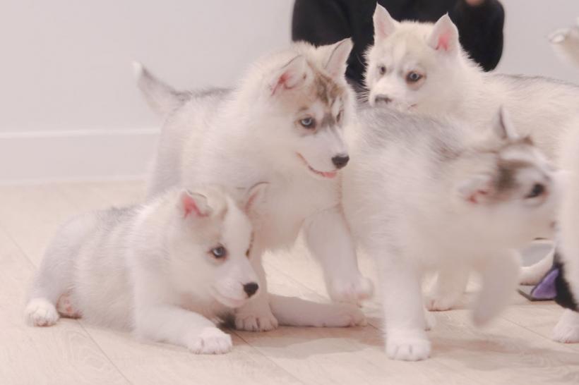 Top 10 cele mai bune rase de câini de pază 18896331