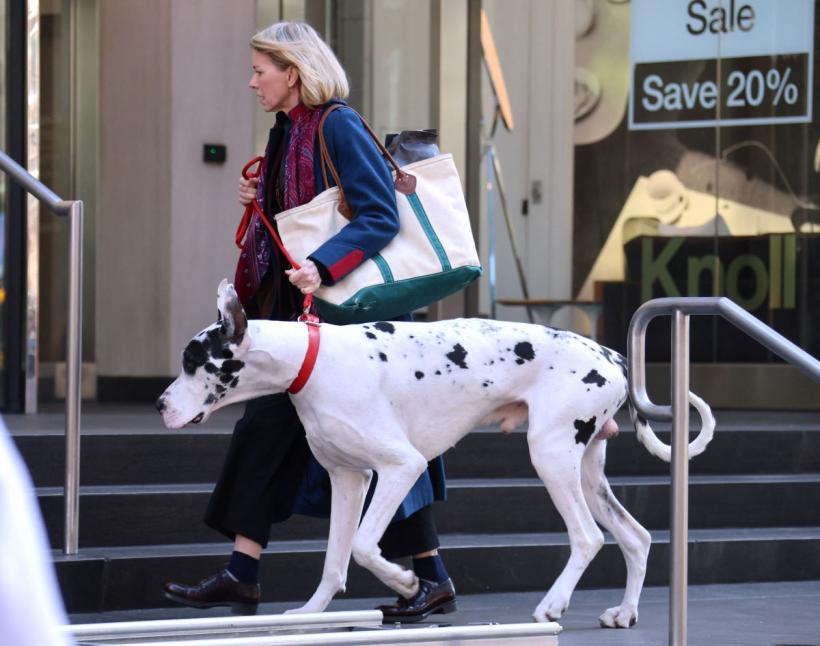 Top 10 cele mai bune rase de câini de pază 18896332