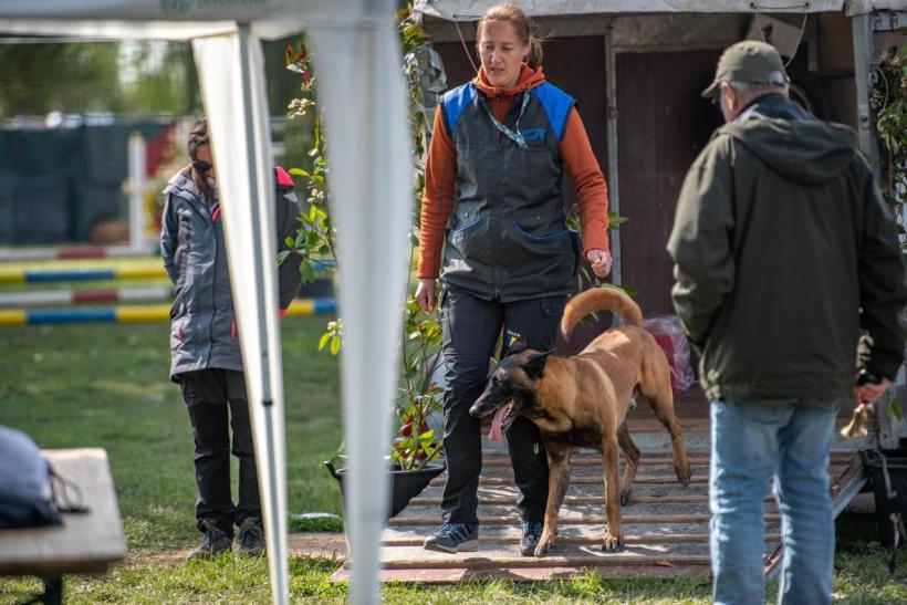 România revine cu succese notabile de la Campionatul Mondial al Ciobăneștilor Belgieni din Italia 18896984