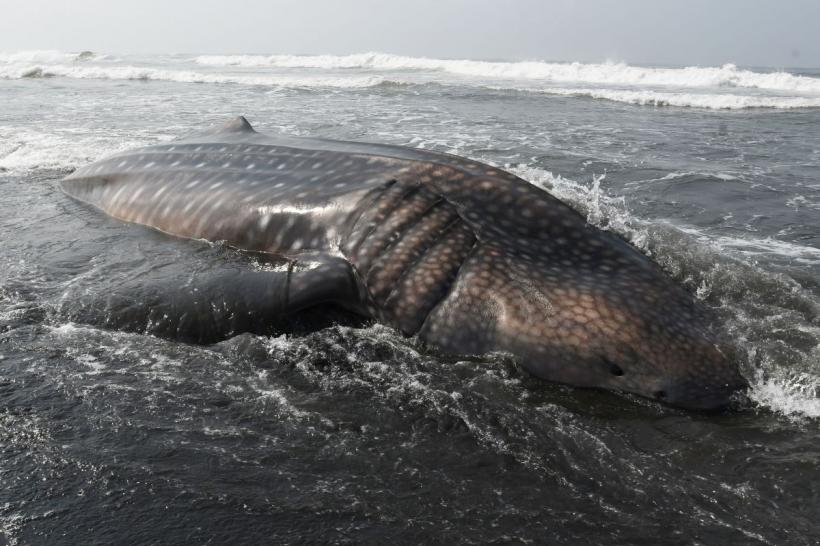 Carcasa unei balene pe cale de dispariție a fost descoperită pe prova unei nave de croazieră din New York