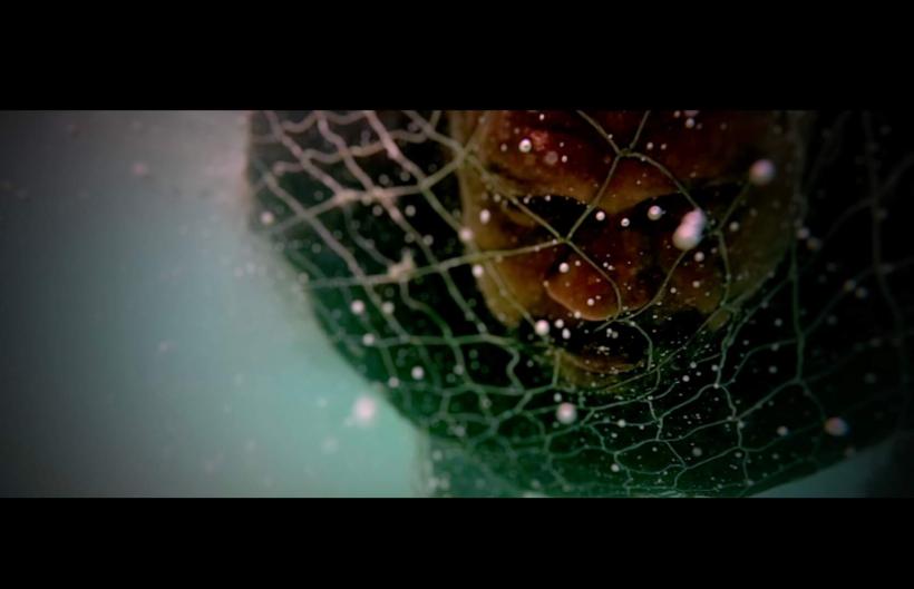 Festivalul Internațional de Film Ecoperformance la București! 18897894