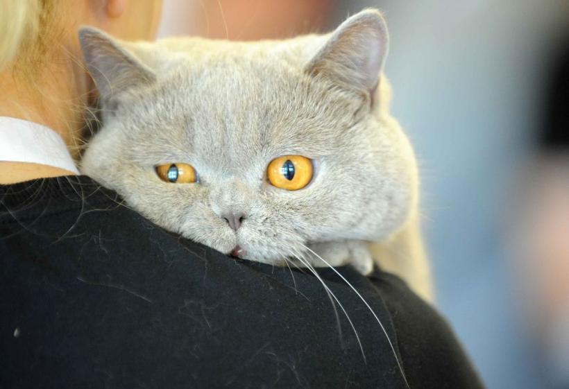 SofistiCAT 2024. Concursul celor mai frumoase pisici 18898028