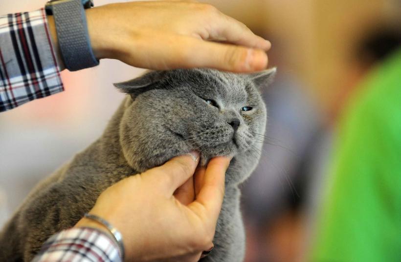 SofistiCAT 2024. Concursul celor mai frumoase pisici 18898030