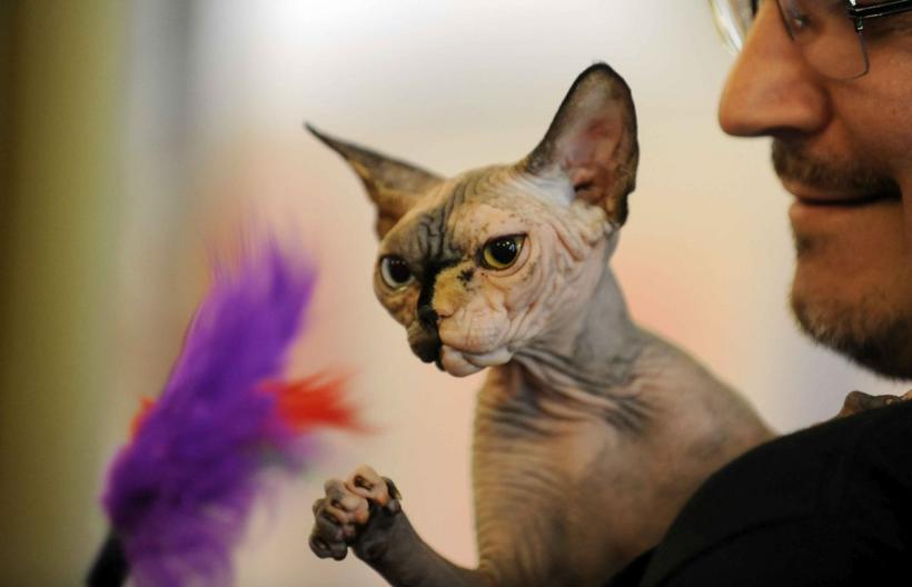 SofistiCAT 2024. Concursul celor mai frumoase pisici 18898031