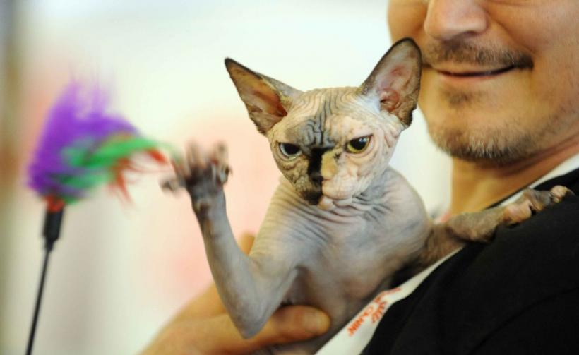 SofistiCAT 2024. Concursul celor mai frumoase pisici 18898032