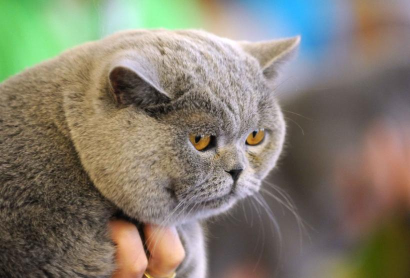 SofistiCAT 2024. Concursul celor mai frumoase pisici 18898033