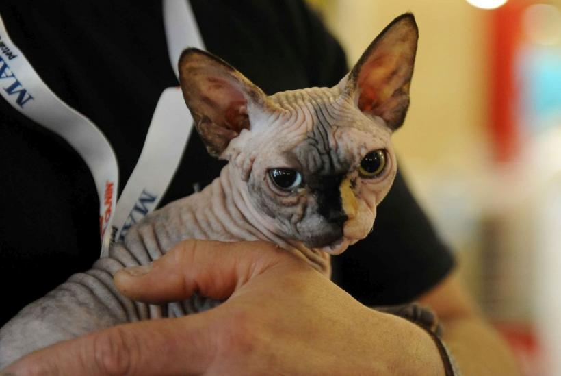 SofistiCAT 2024. Concursul celor mai frumoase pisici 18898034