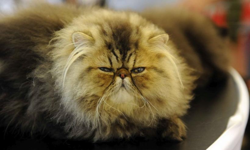 SofistiCAT 2024. Concursul celor mai frumoase pisici 18898035