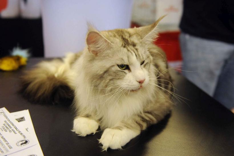 SofistiCAT 2024. Concursul celor mai frumoase pisici 18898036