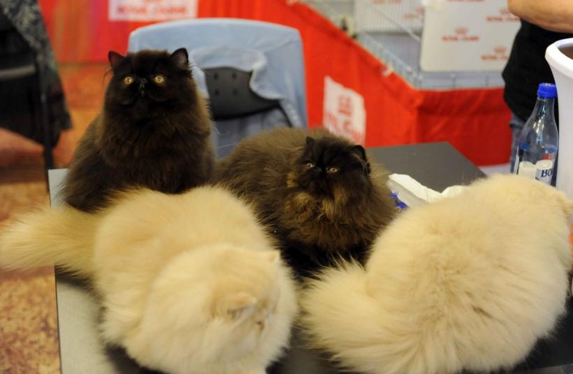 SofistiCAT 2024. Concursul celor mai frumoase pisici 18898037