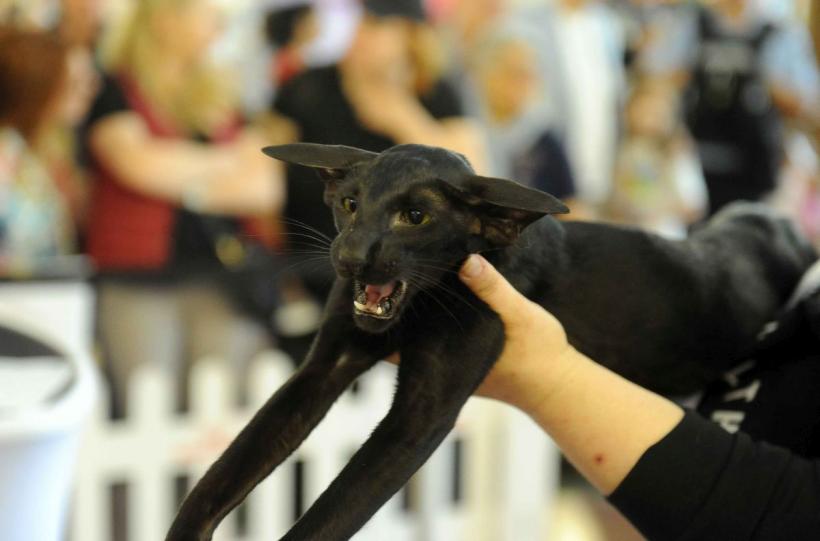 SofistiCAT 2024. Concursul celor mai frumoase pisici 18898039