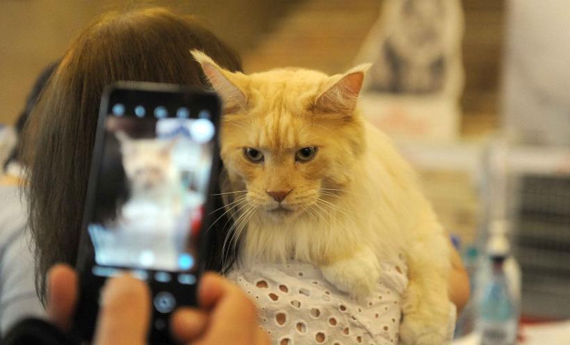 SofistiCAT 2024. Concursul celor mai frumoase pisici 18898041