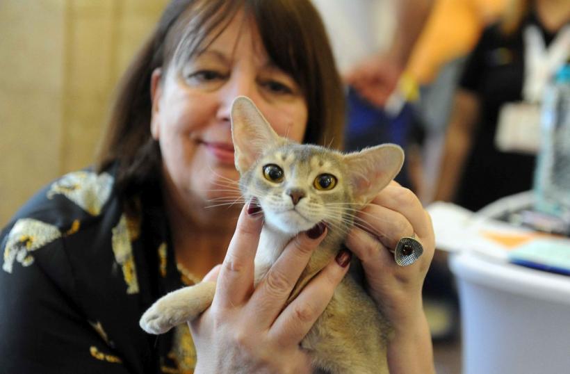 SofistiCAT 2024. Concursul celor mai frumoase pisici 18898043