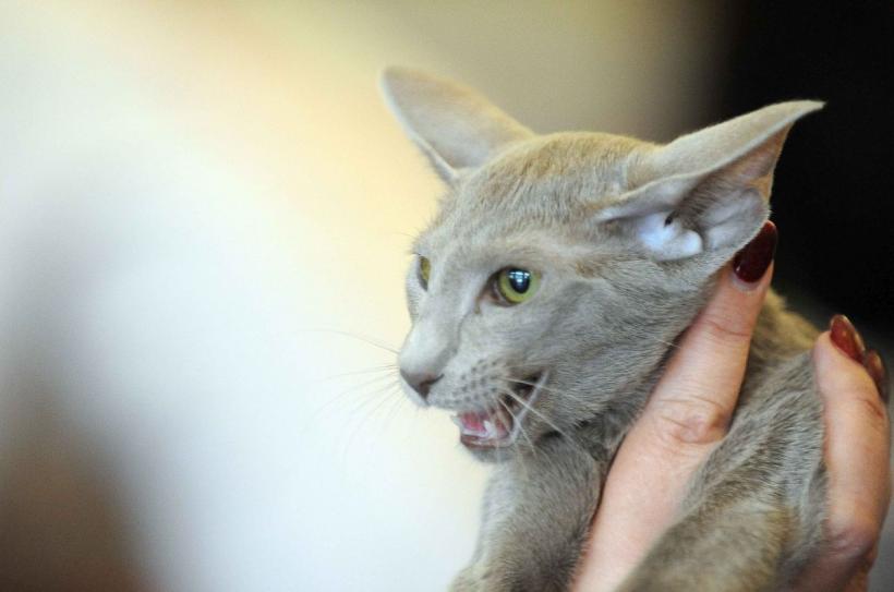 SofistiCAT 2024. Concursul celor mai frumoase pisici 18898047