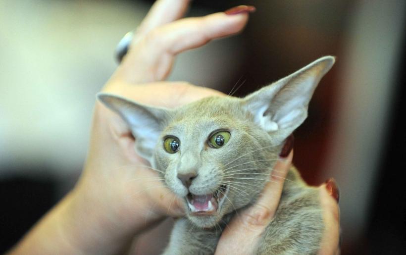 SofistiCAT 2024. Concursul celor mai frumoase pisici 18898048