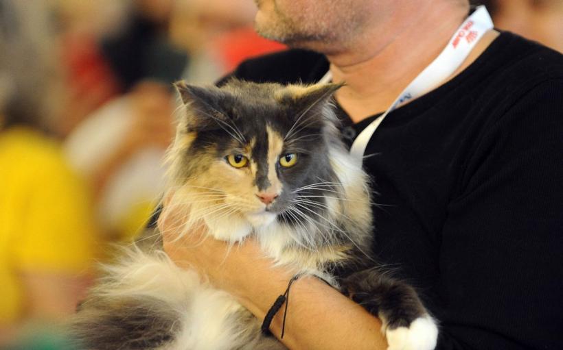 SofistiCAT 2024. Concursul celor mai frumoase pisici 18898050