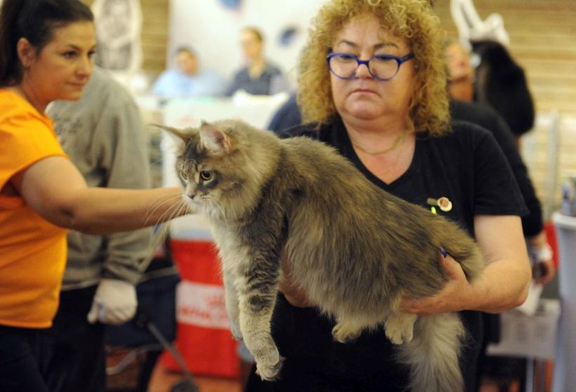 SofistiCAT 2024. Concursul celor mai frumoase pisici 18898051