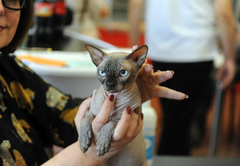 SofistiCAT 2024. Concursul celor mai frumoase pisici 18898053